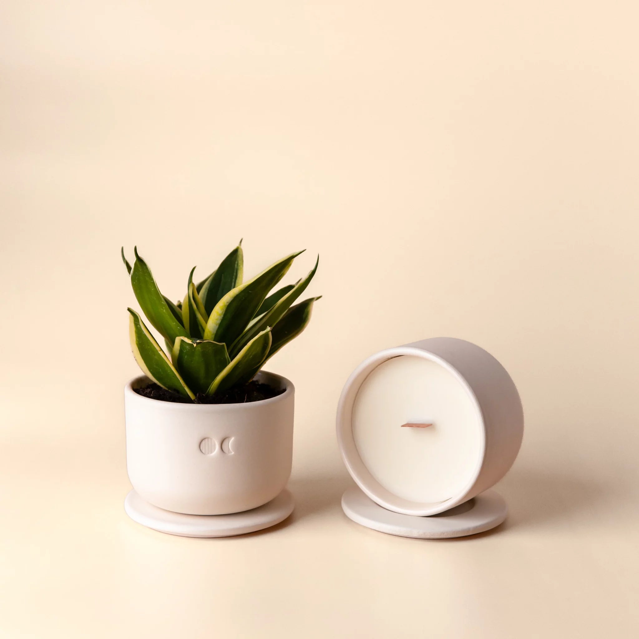 Bougie florale en céramique – Eucalyptus